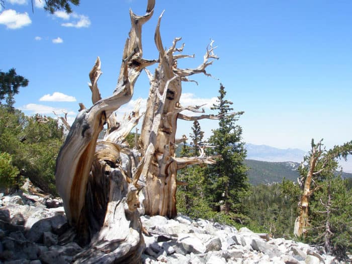 Bristlecone pine forest in Great Basin National Park. Photo: USGS, public domain.