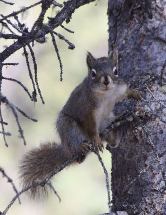 Why Do Squirrels Lie Flat? Geography Realm