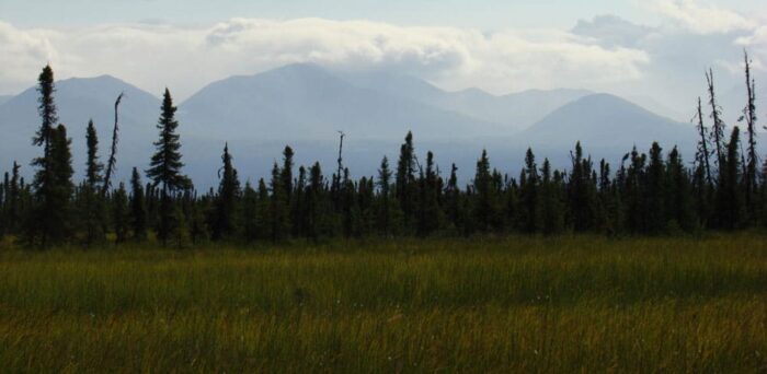 Thawing peatlands in Alaska. Photo: Miriam Jones, U.S. Geological Survey. Public domain.
