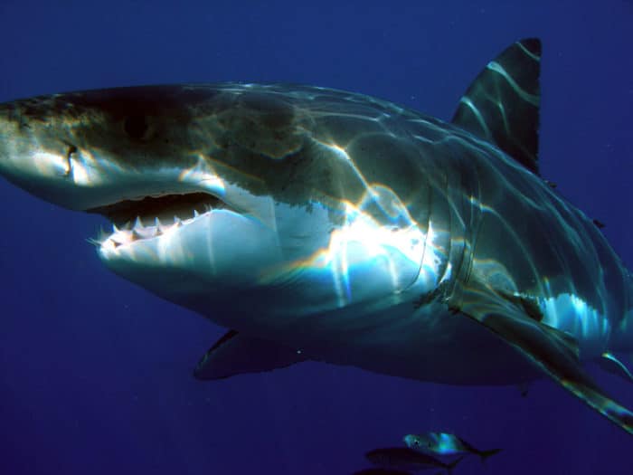Close up view of a Great white shark (Carcharodon carcharias), Isla Guadalupe, Mexico.