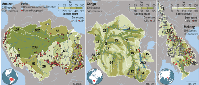 Fish diversity and dam locations in the Amazon, Congo, and Mekong basins. From Winemiller et al, 2016.