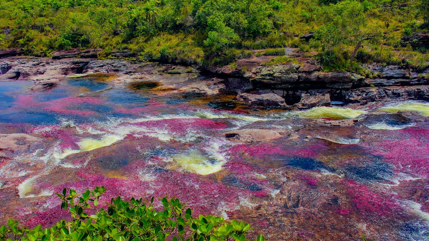 Caño Cristales River in Colombia flowing over rocky rapids, with vivid red and pink aquatic plants covering the riverbed beneath clear water and lush green vegetation lining the banks.