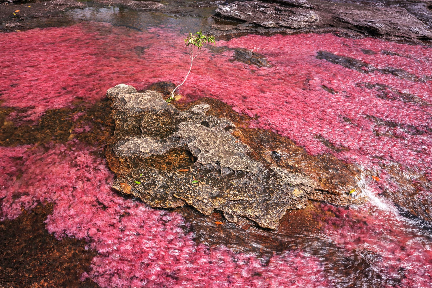 The Macarenia clavigera plant gives the Caño Crystales its red hue. Photo: Sunsinger.