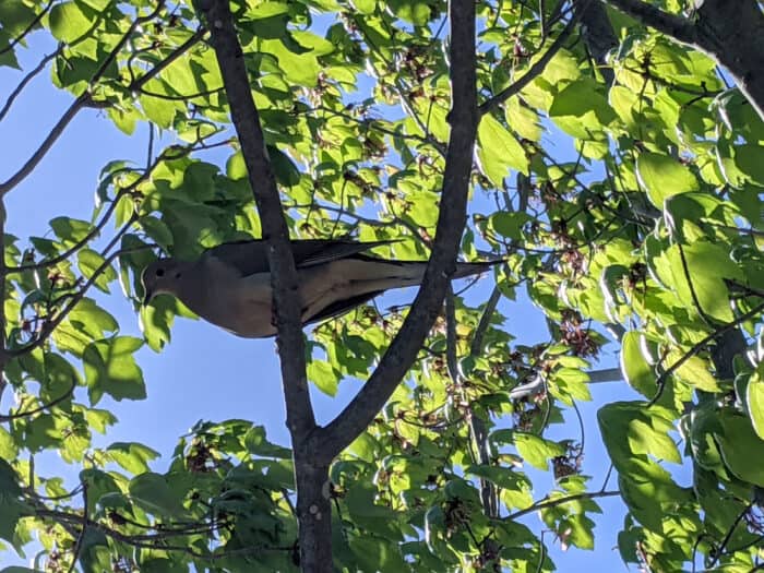 A dove sitting in a tree.