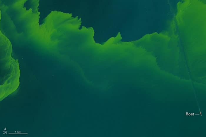 Large phytoplankton bloom in western Lake Erie. Source: Landsat 8, acquired September 26, 2017, NASA.