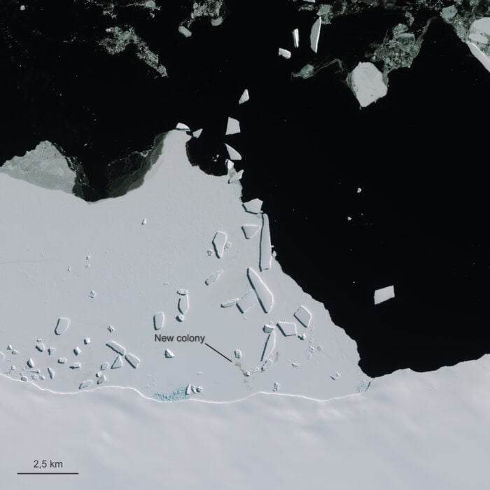 A satellite image of a section of Antartica with brown stains of Penguin guano.