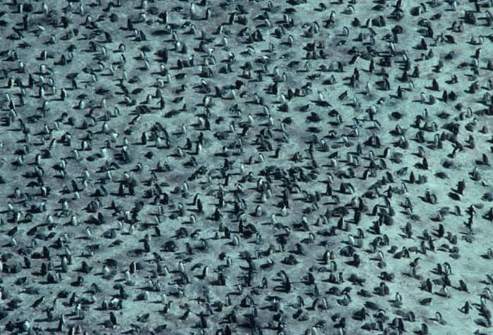 An aerial view of a chinstrap penguin rookery. Photo: Dr. Mike Goebel, NOAA NMFS SWFSC Credit: NOAA NMFS SWFSC Antarctic Marine Living Resources (AMLR) Program, public domain