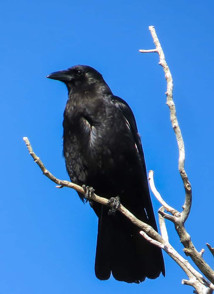 What is the Difference Between a Crow and a Raven Geography Realm