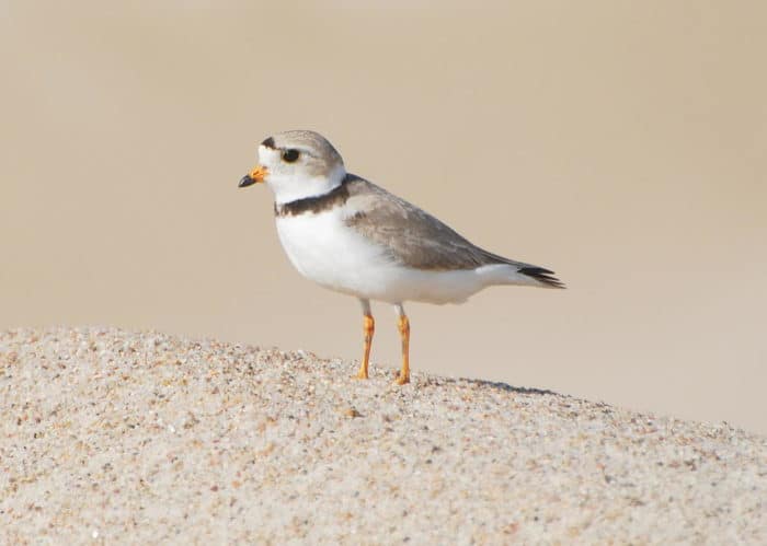 Photo of a Piping Plover on the sand.