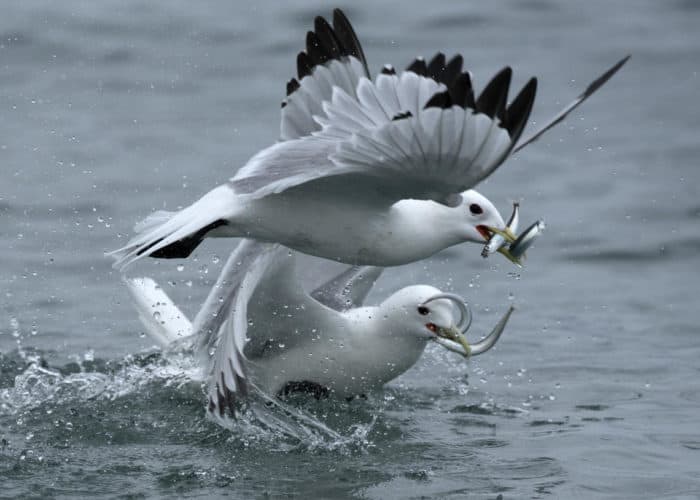 Black-legged Kittiwakes forage on Pacific sand lance and capelin near their colony on Gull Island, Cook Inlet on June 28, 2018. Photo: Sarah Schoen, USGS, Alaska Science Center. Public domain.