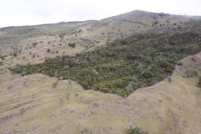The dark-green, rectangular, reforested area of the Auwahi dryland forest in Hawaii as seen from above with surrounding grassland. Photo: Arthur Medeiros, USGS. Public domain.