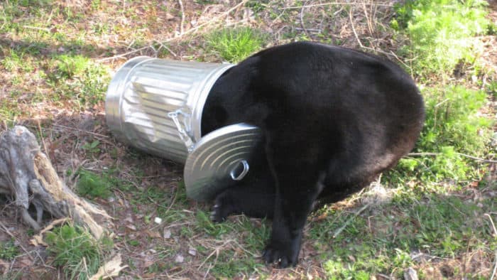 Black bear foraging in a trash can. Photo: Florida Fish and Wildlife, 2008, CC BY-ND