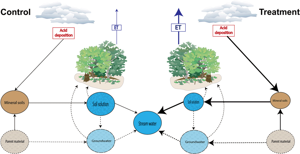 In this study, forests treated with acid rain components leached more minerals from the soil which in turn affected the ability of trees to retain moisture. The thickness of the lines and sizes of the pools show relative differences between the control and treatment tree plots. Figure: Lanning et al., 2019.