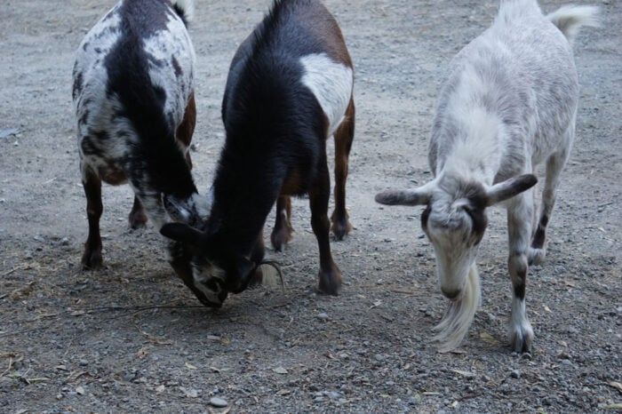 Three goats standing on gravel.