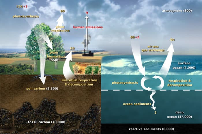 Diagram of the fast carbon cycle shows the movement of carbon between land, atmosphere, and oceans.(Diagram adapted from U.S. DOE, Biological and Environmental Research Information System.)