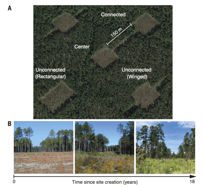 A long-term habitat connectivity experiment. Source: Damschen et al., 2019.