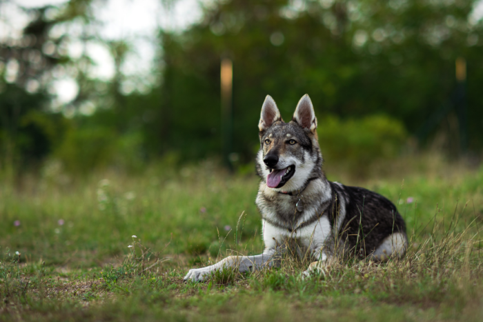 A wolf dog sitting in the grass.