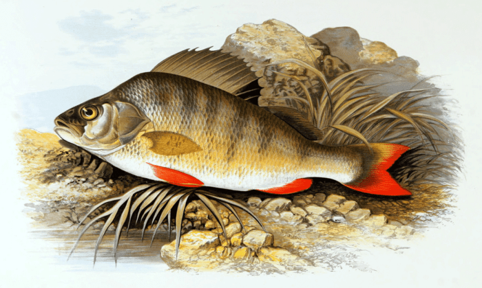 European Perch (Perca fluviatilis) from British fresh water fishes, 1879, public domain.