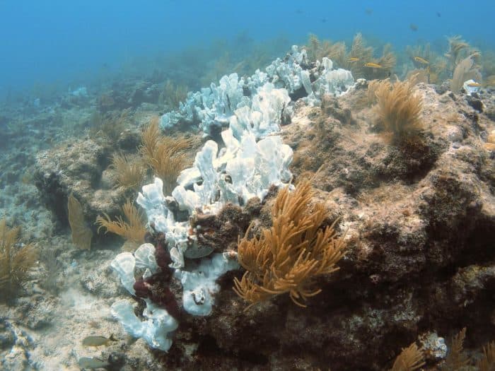 Warming ocean waters stress corals and cause coral bleaching. Colonies of “blade fire coral” that have lost their symbiotic algae, or “bleached,” on a reef off of Islamorada, Florida. Photo: Kelsey Roberts, USGS. Public domain.