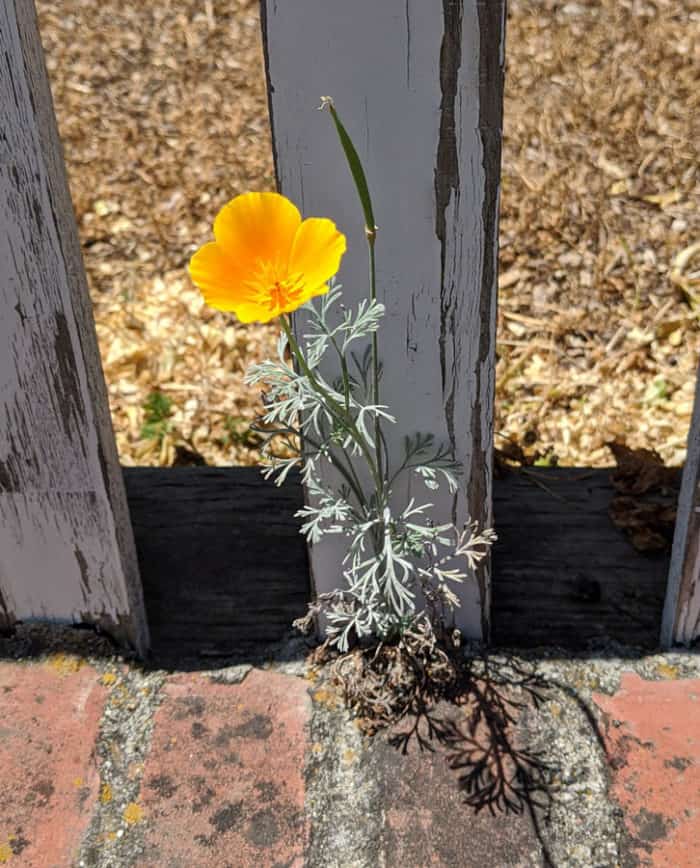 California poppy (Eschscholzia californica). Photo: Caitlin Dempsey.