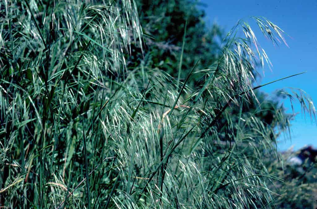 Cheatgrass (Bromus tectorum).  Photo David Pyke. USGS Public domain.