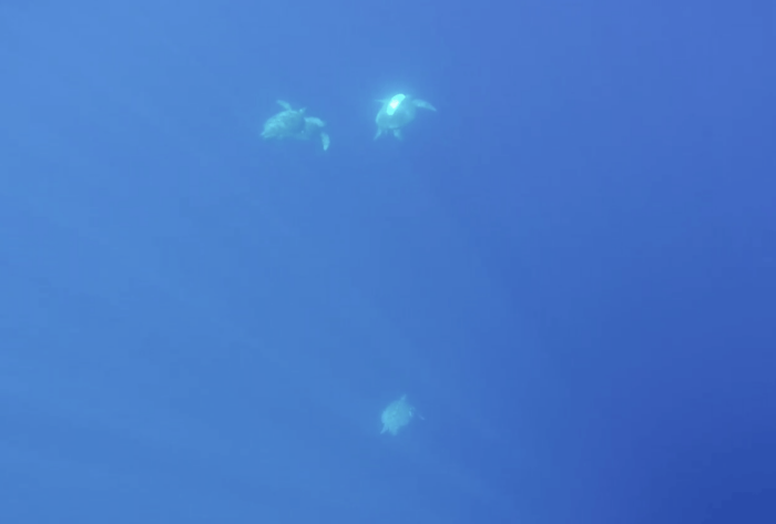 Screenshot of drone survey at 50m altitude over waters adjacent to Raine Island reef edge showing a painted turtle shell and unpainted shells. Dunstan et al., 2020.