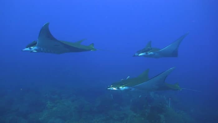 A school of sicklefin devil rays. Source: NOAA, public domain.