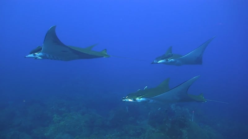 A school of sicklefin devil rays. Source: NOAA, public domain.