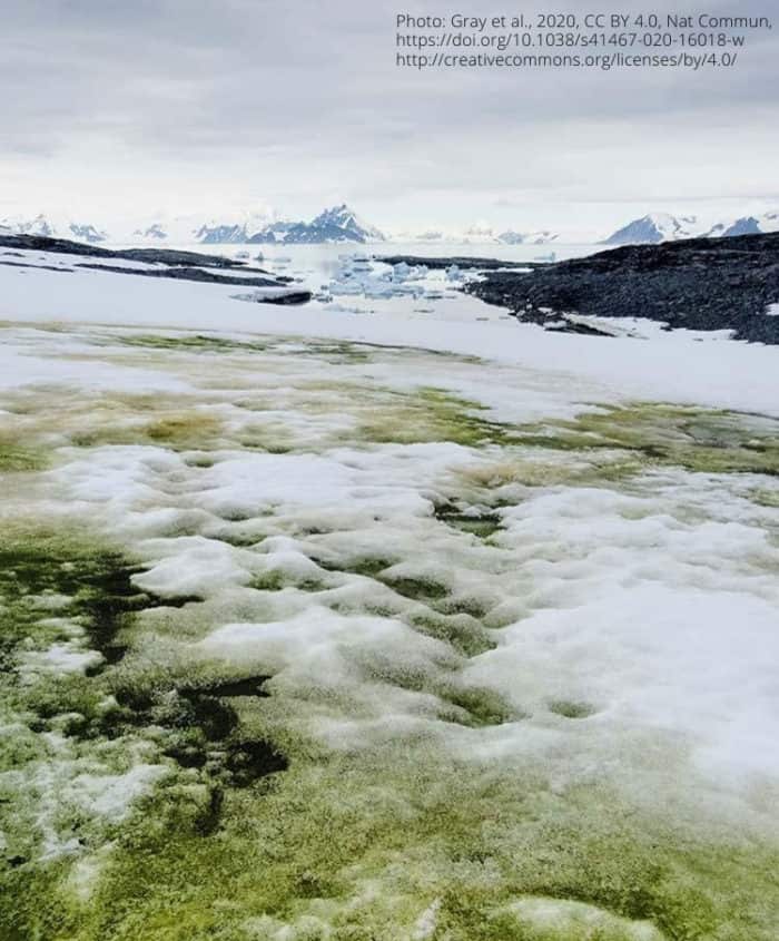 A photograph showing a snow algae bloom dominated by green algae starting to melt out from beneath seasonal snow cover. Photo: Gray et al., 2020. CC BY 4.0.