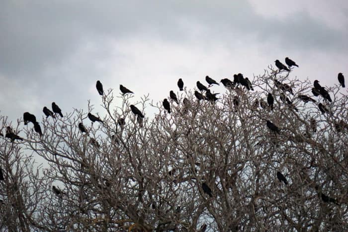 Why Do Crows Flock in Large Numbers? - Geography Realm