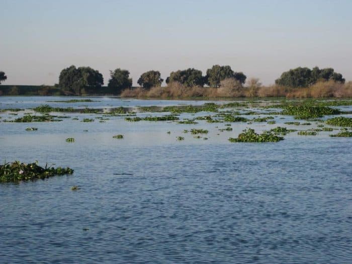 Freshwater habitats are in decline and under threat. Lindsey Slough in the Sacramento-San Joaquin Delta is being choked by invasive aquatic vegetation. Photo: USGS, public domain.