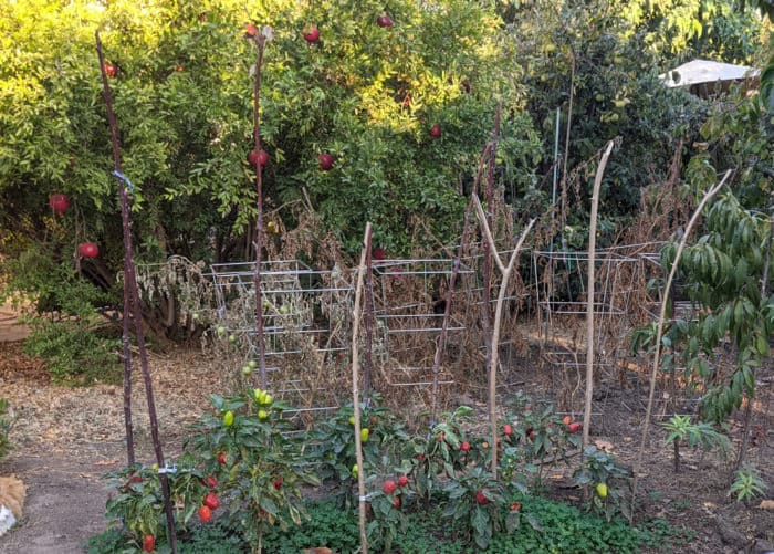 Growing food in urban gardens can increase access to produce.