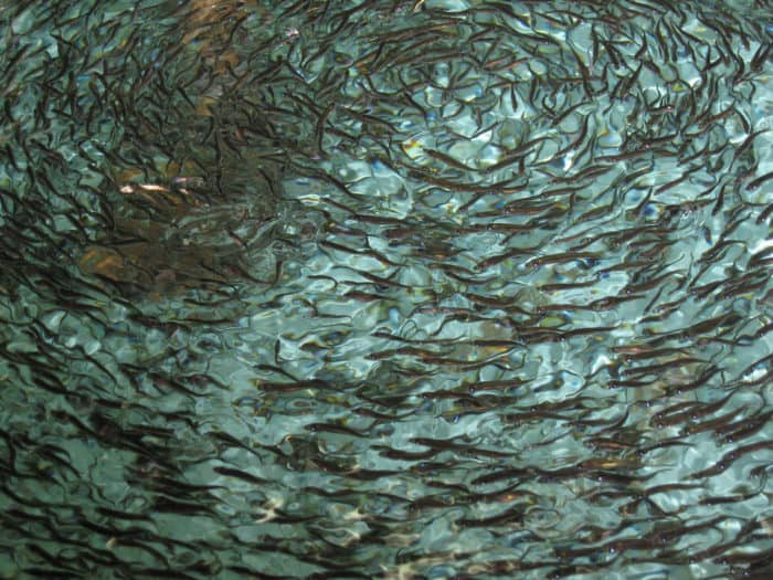 Specific Pathogen-Free (SPF) Pacific herring reared in the wet laboratory at the Marrowstone Marine Field Station. Photo: USGS, public domain