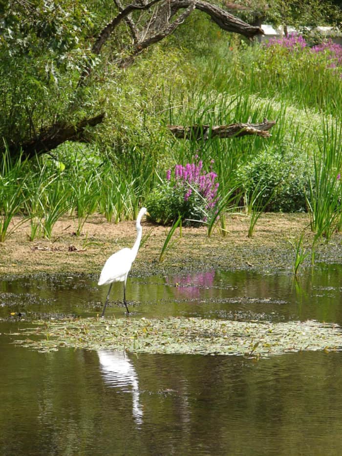White heron wading in the wetlands in Ironia, New Jersey. Photo: USGS, public domain
