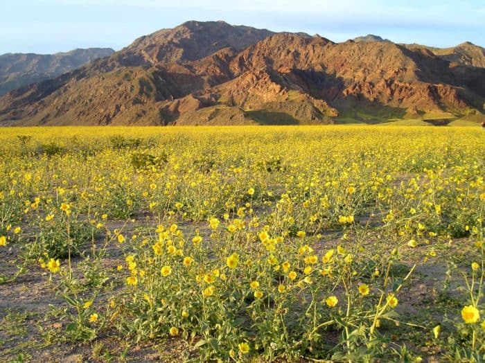 Plentiful rains leads to superblooms where the desert becomes blanketed with wildflowers. Photo: Death Valley, NPS, spring 2005.