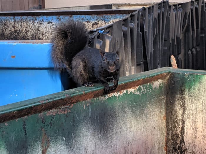 A black Eastern gray squirrel looks in a trash container. Photo: Caitlin Dempsey, CC BY 4.0