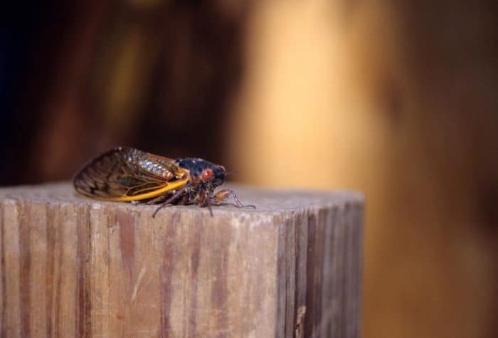 Cicada on a wooden post. Cicadas (Cicadidae, Magicicada) are 13- and 17- year periodical cicadas of North America. Photo: John J. Mosesso, USGS. Public domain.