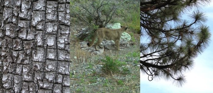 Alligator junipers (left) and Apache pine (right) are two types of conifers found in the sky islands in Chiricahua National Monument. Mountain lions and other wild cats can be found in this environment. Photo: NPS.