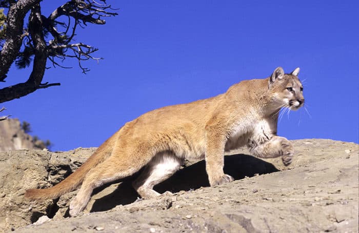 Photo of a mountain lion walking on a rock.