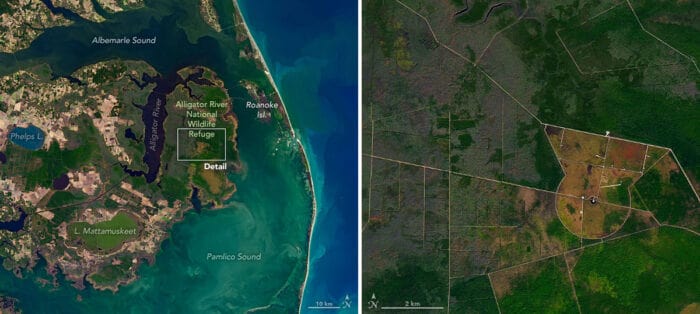 Ghost Forest in North Carolina’s marshy Albemarle-Pamlico Peninsula. Image: Landsat 8, NASA, November 25, 2019.