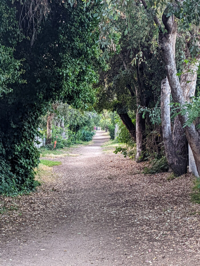 A trail through trees.