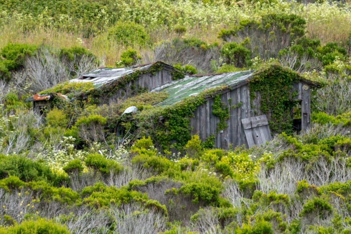 A pair of old wooden cabins with vegetation growing through and around them.