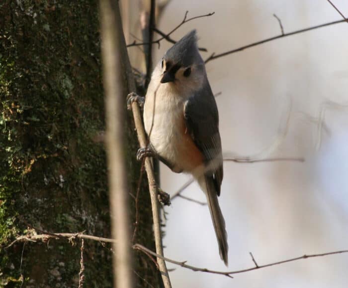 Tufted Titmouse (Baeolophus bicolor). Photo: National Park Service, Public domain.