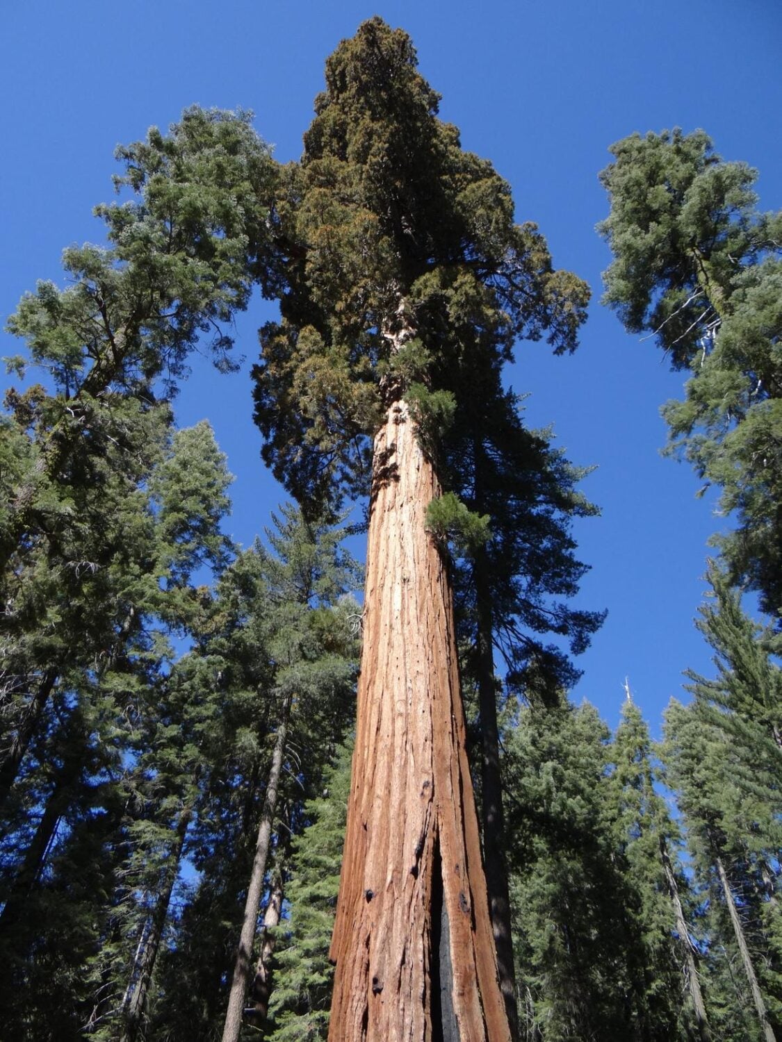 A giant sequoia tree at Yosemite National Park's Mariposa Grove of Big Trees.