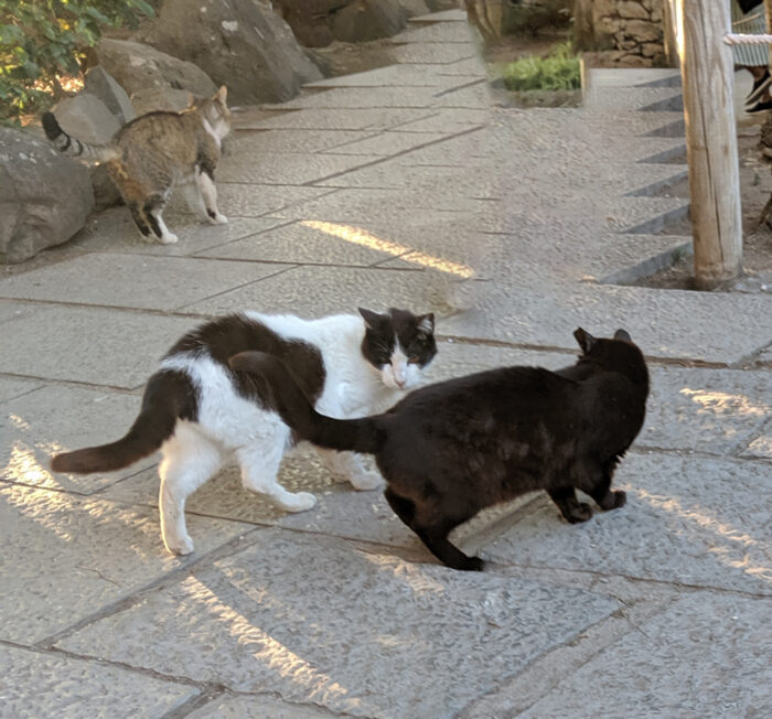 Stray cats at the São Jorge Castle in Lisbon, Portugal.