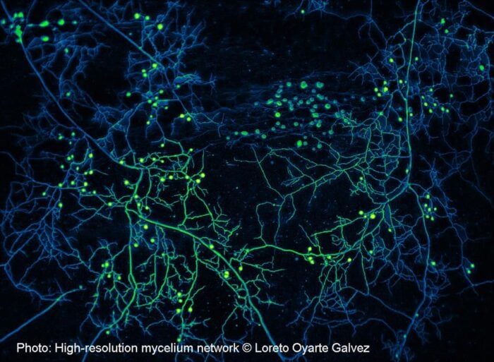 High-resolution mycelium network.