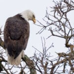 A bald eagle sitting looking to the right and down in a leafless tree on a cloudy day.