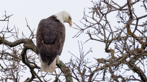 A bald eagle sitting looking to the right and down in a leafless tree on a cloudy day.