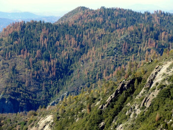 A view across a forest with dead trees from a prolonged drought in California.