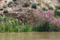 Tamarisk Tree Invasive Endemic, Native, Non-native, and Invasive Species - Geography Realm